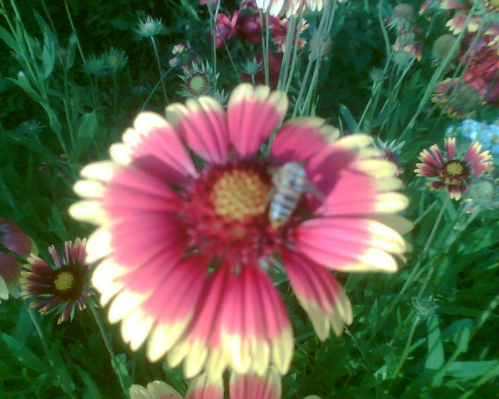 Imag057 - Diverse flori