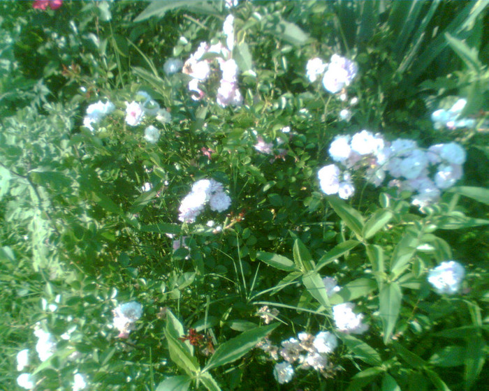 Imag058 - Trandafirii mei 2012