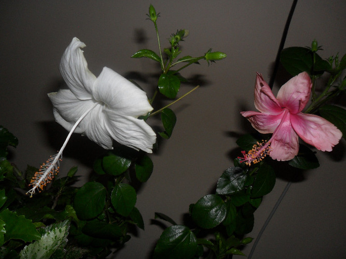 White Swann si Dainty Pink