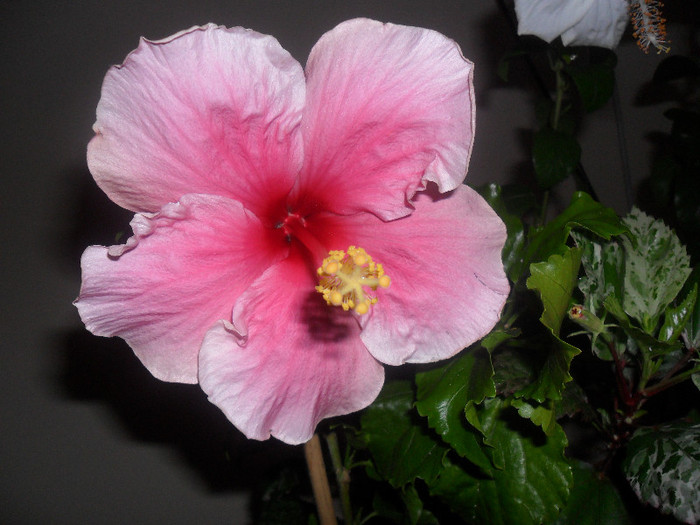 Hibiscus Bali