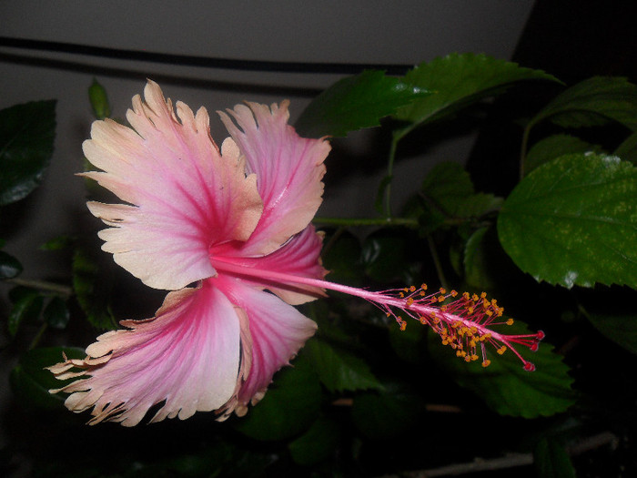 Hibiscus Hawaian Salmon