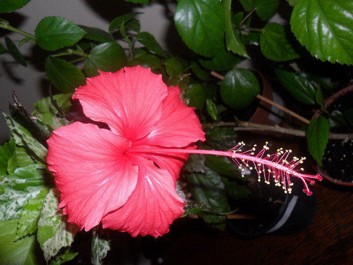 Hibiscus Surinam