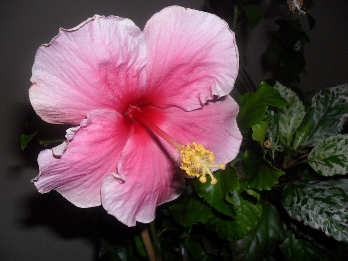 Hibiscus Bali