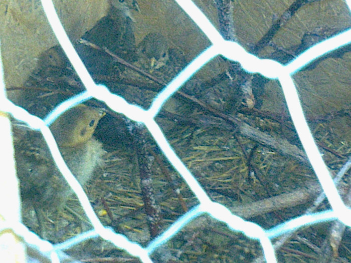 Fotografie0727 - PUII DE FAZAN