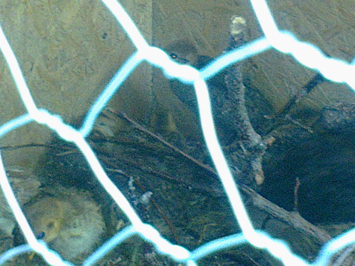 Fotografie0729 - PUII DE FAZAN