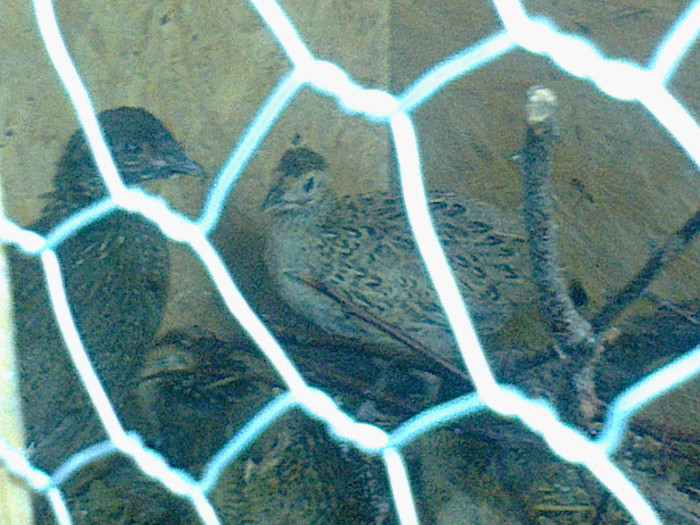 Fotografie0731 - PUII DE FAZAN