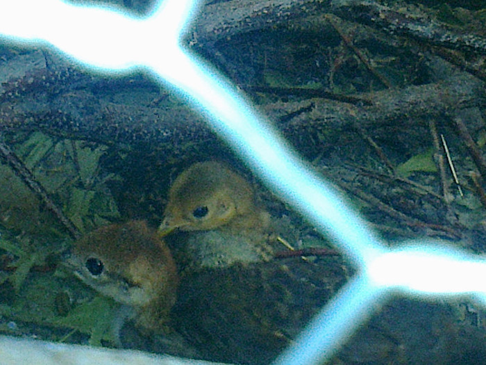 Fotografie0732 - PUII DE FAZAN