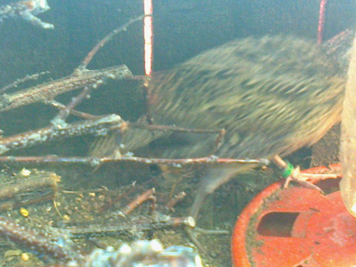 Fotografie0733 - PUII DE FAZAN