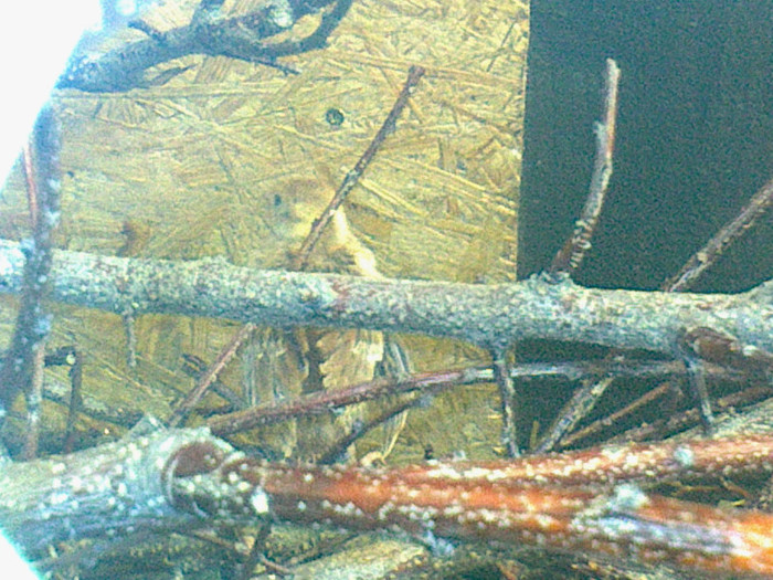 Fotografie0735 - PUII DE FAZAN