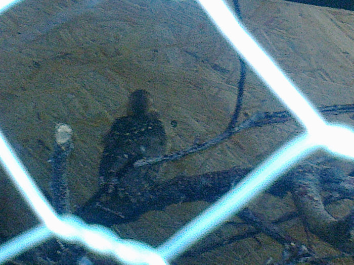 Fotografie0737 - PUII DE FAZAN