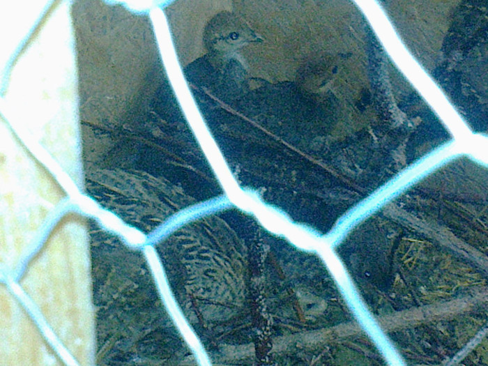 Fotografie0738 - PUII DE FAZAN