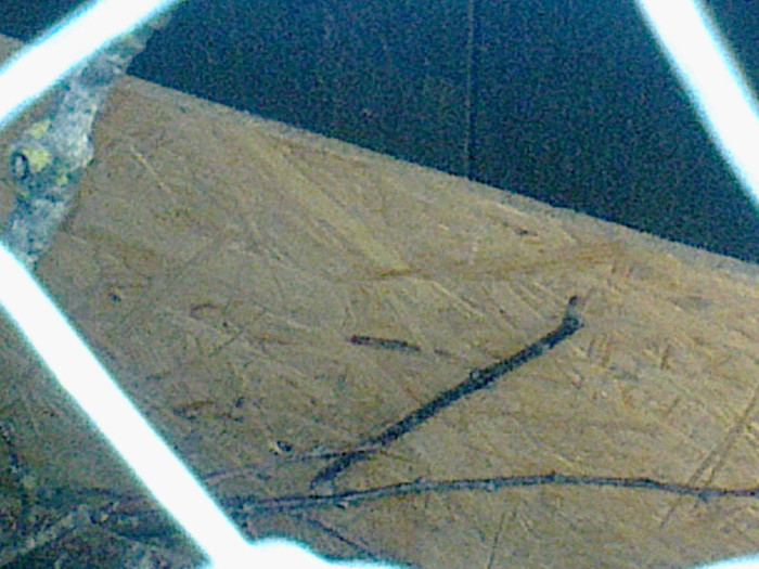 Fotografie0741 - PUII DE FAZAN