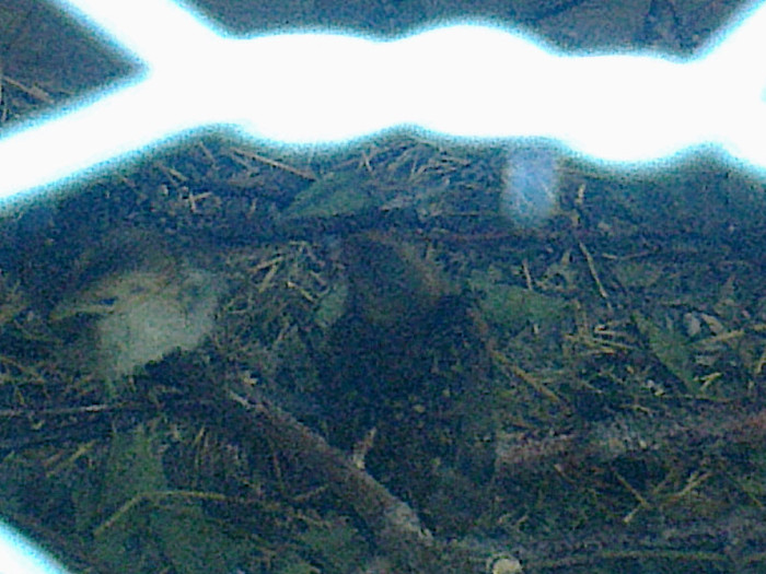 Fotografie0742 - PUII DE FAZAN