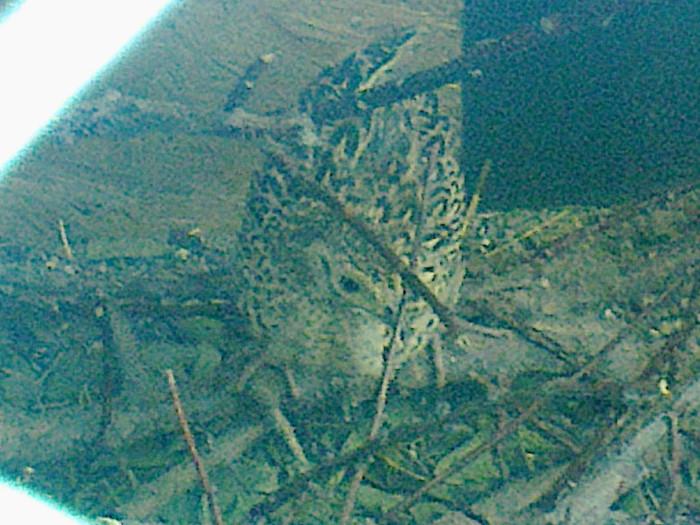 Fotografie0743 - PUII DE FAZAN