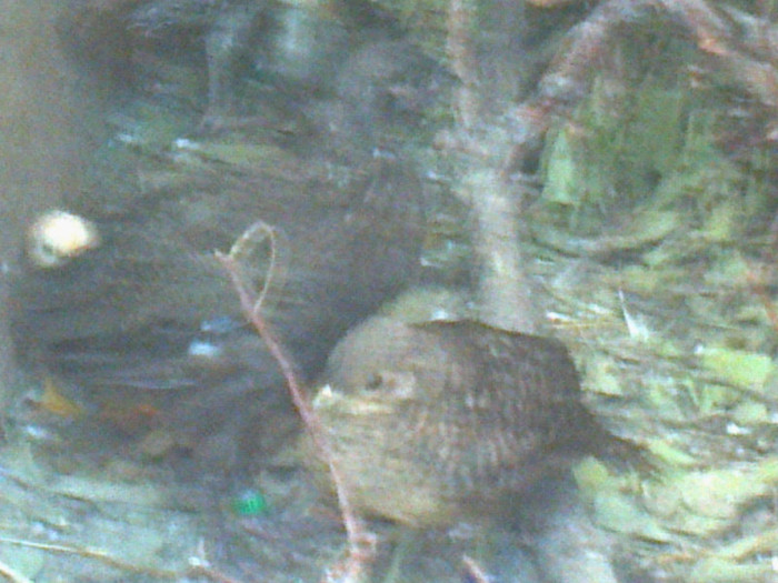 Fotografie0744 - PUII DE FAZAN