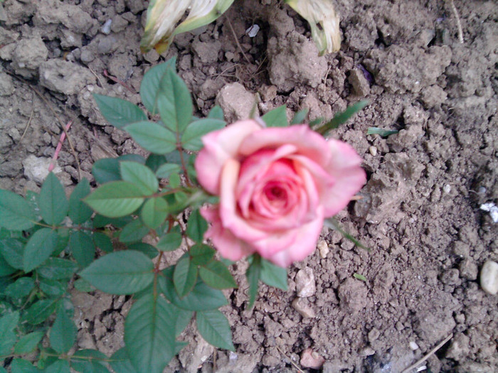 minirosa - trandafirii 2012