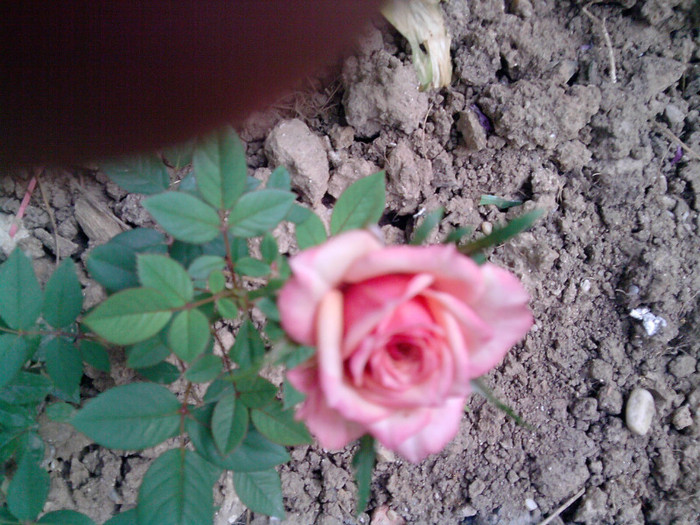 Picture 157 - trandafirii 2012