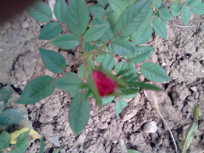 minirosa - trandafirii 2012