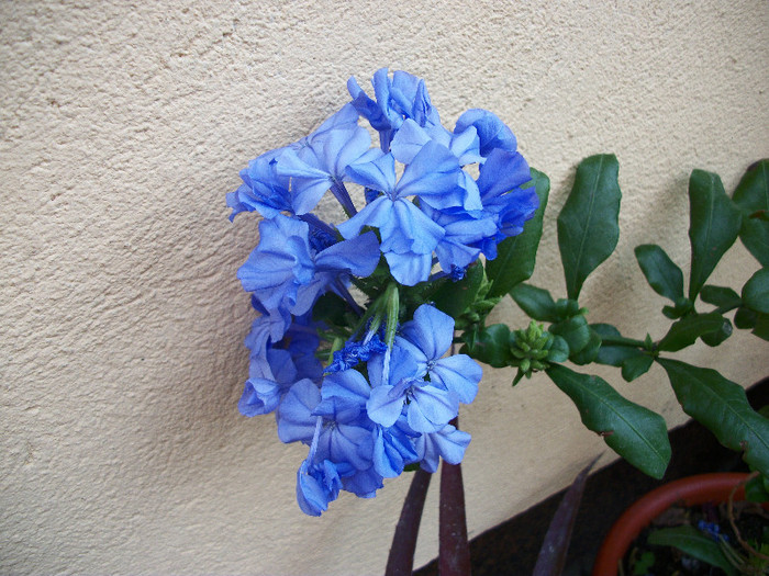 24 iunie 2012 - plumbago