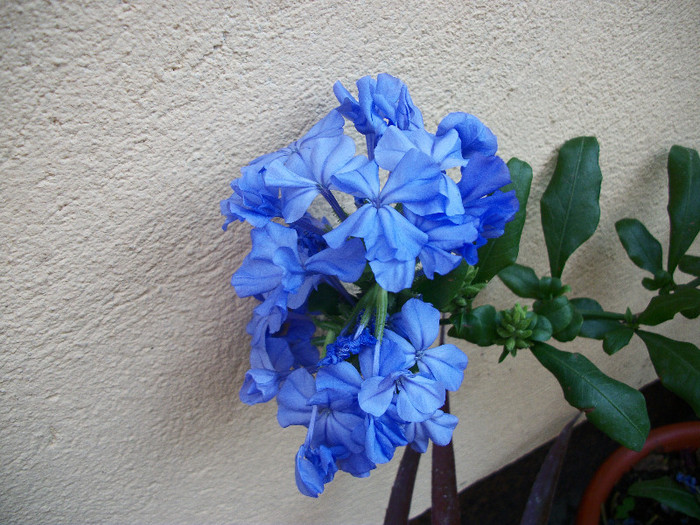 100_0536 - plumbago