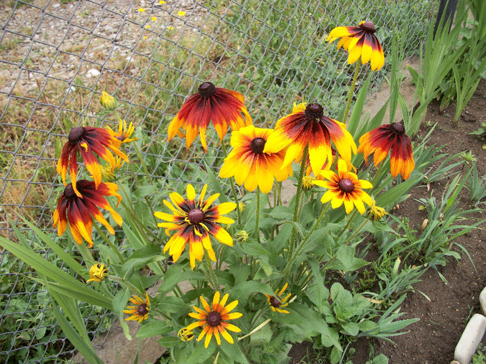 100_0523 - rudbeckia 2012