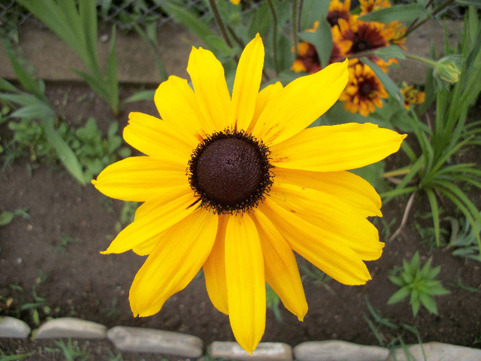 100_0524 - rudbeckia 2012