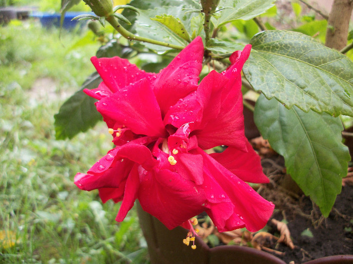 100_0543 - hibiscus