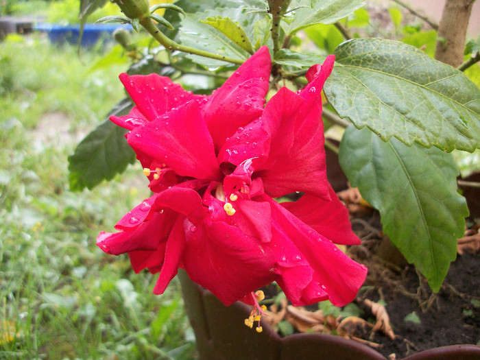 100_0544 - hibiscus