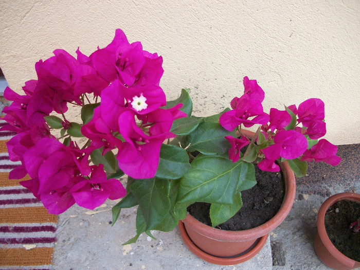 100_0560 - bougainvillea