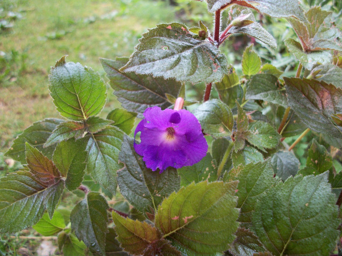 100_0606 - achimenes