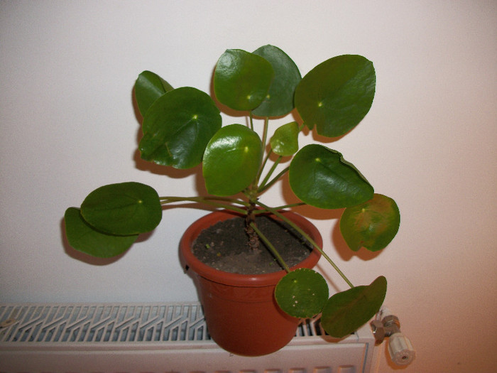 100_0601 - pilea peperomioides