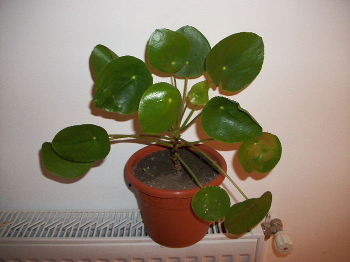 100_0602 - pilea peperomioides