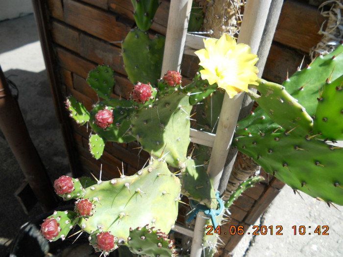 a inflorit dupa 7 ani - cactusii mei infloriti