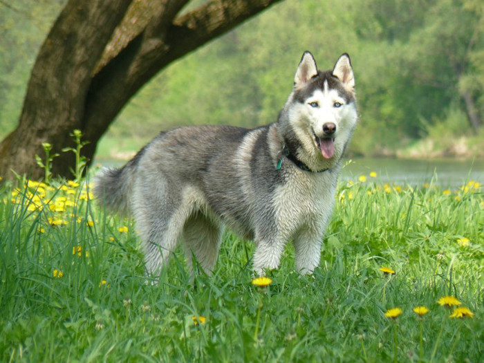 Husky