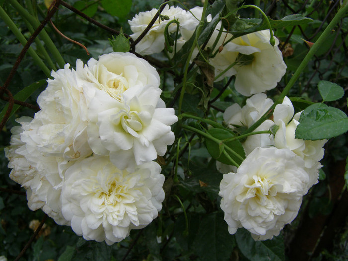 P5117395