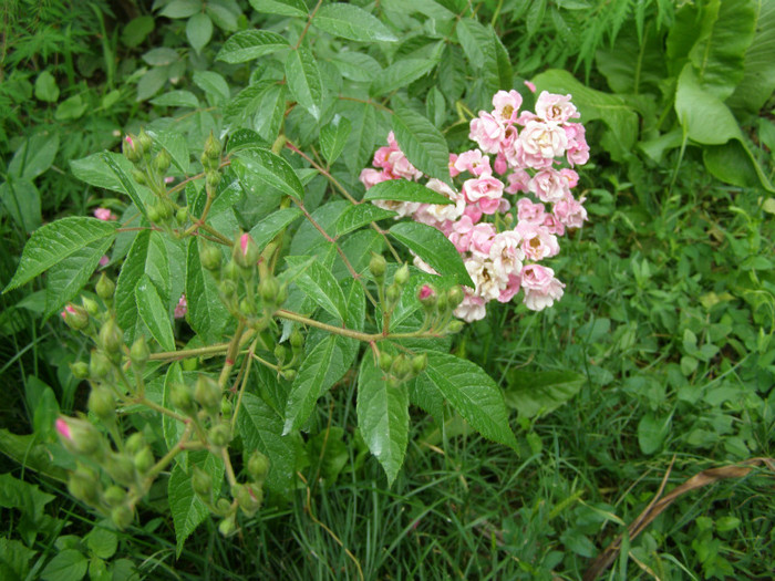 P5117396