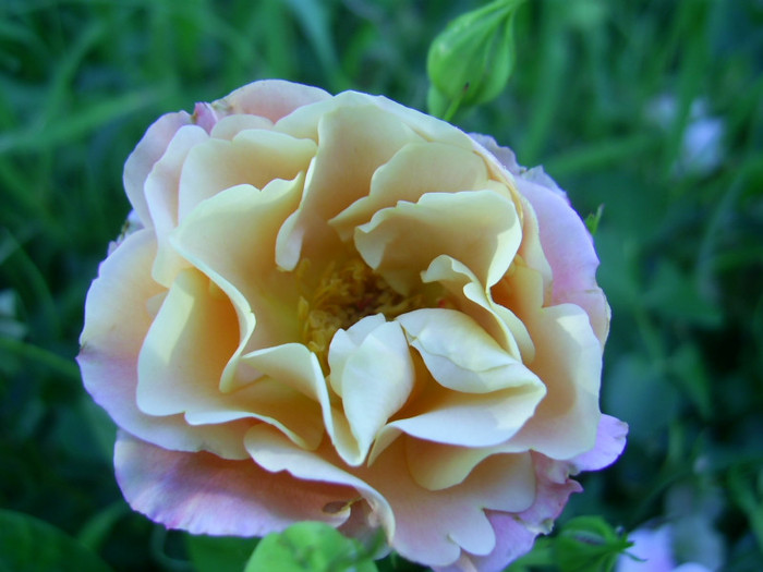 16-23.06.2012 (455) - Cubana