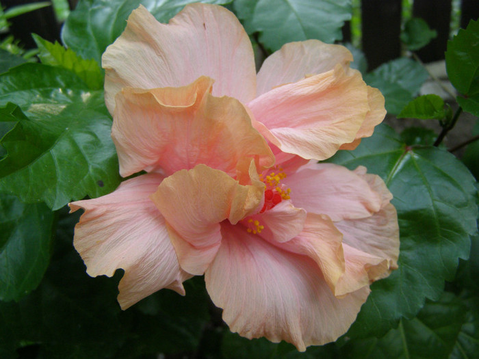 "Roz satinat" afara!! - Flori de interior  2012