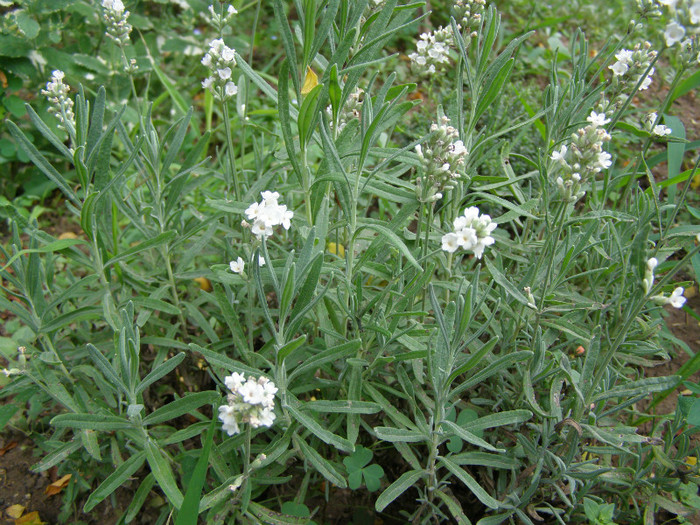 P5117402 - Gradina de legume si aromatice