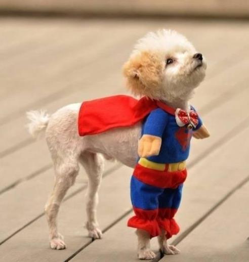 Cutu superman - Animale