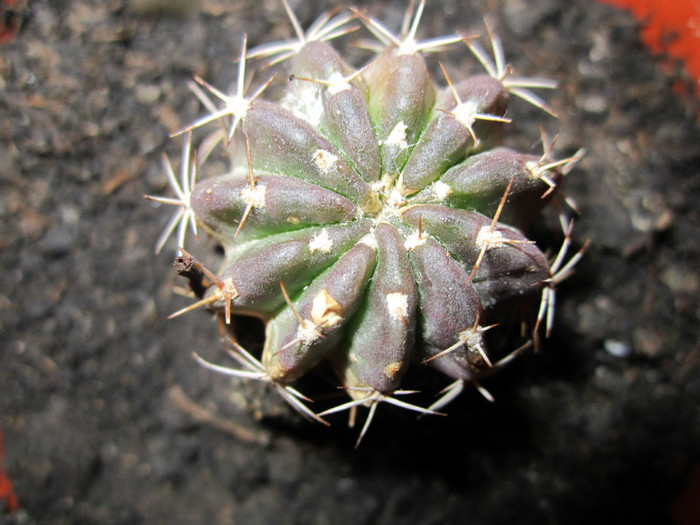 Multumesc domnului Nevezi! - cactusi - 2012