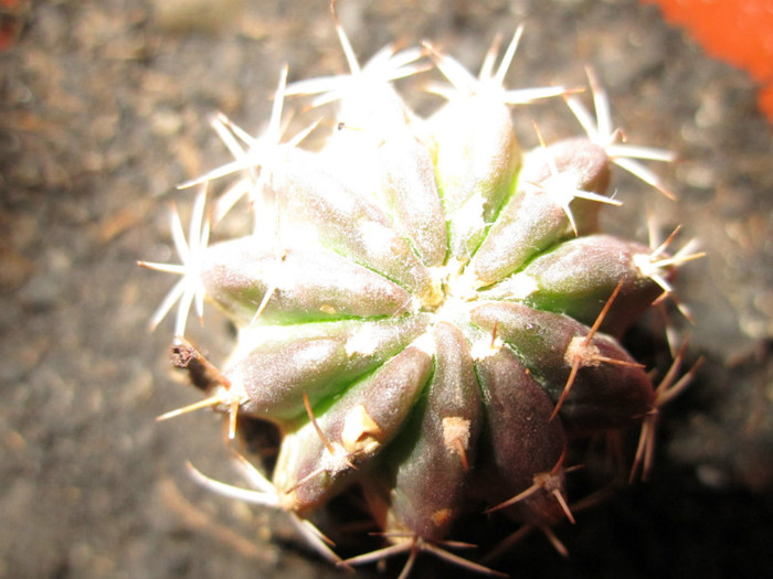 IMG_0182 - cactusi - 2012