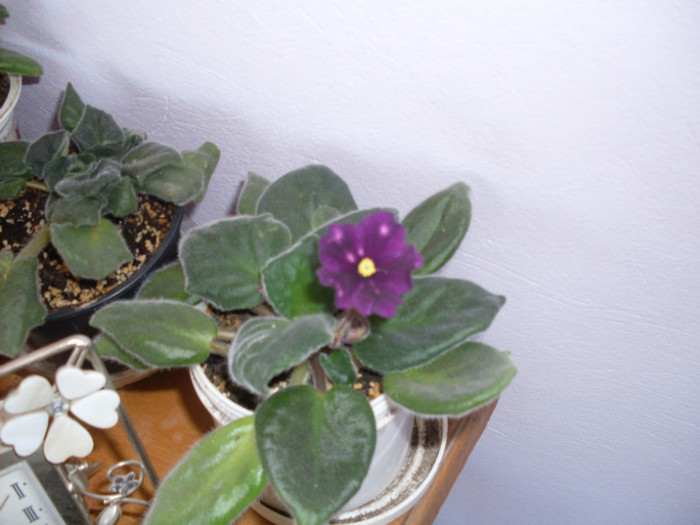 vio.phobos1 - violete 2011 si 2012