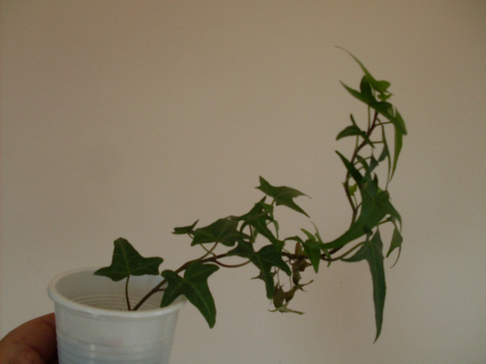 schimb6 - disponibil-schimb 2012