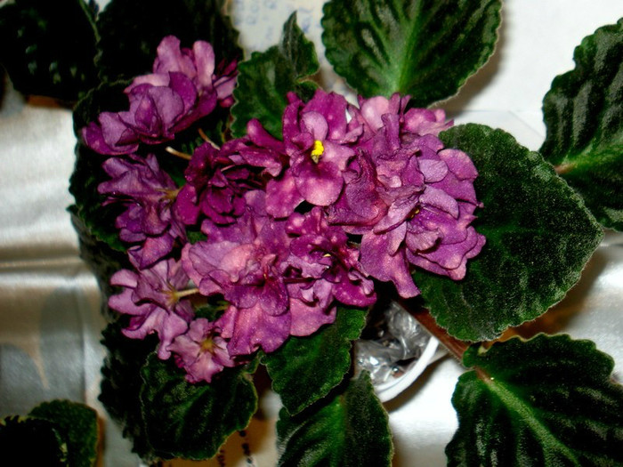 DSC07153res - A 2012 - 11-13 Mai Expozitie e Violete Africane si alte Gesneriaceae- Bucuresti- Romania