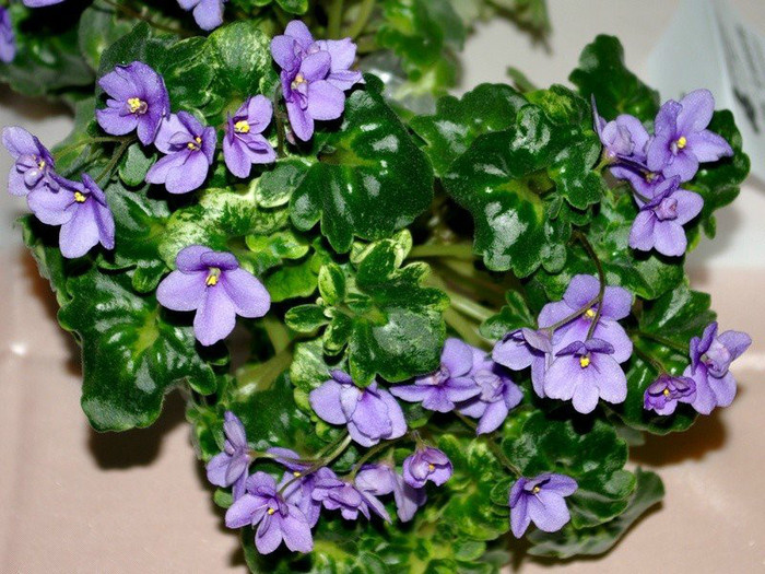 SG103802res - A 2012 - 11-13 Mai Expozitie e Violete Africane si alte Gesneriaceae- Bucuresti- Romania