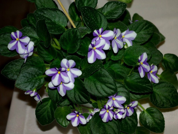 SG103803res - A 2012 - 11-13 Mai Expozitie e Violete Africane si alte Gesneriaceae- Bucuresti- Romania