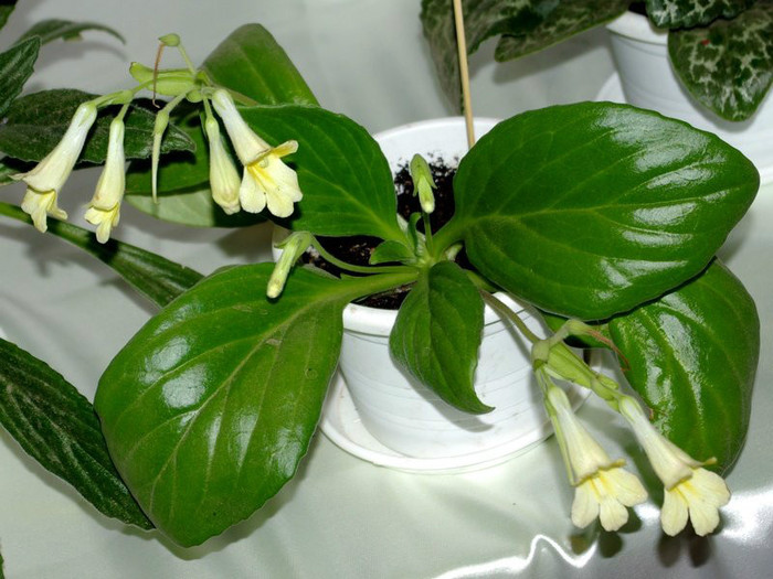 SG103806res - A 2012 - 11-13 Mai Expozitie e Violete Africane si alte Gesneriaceae- Bucuresti- Romania