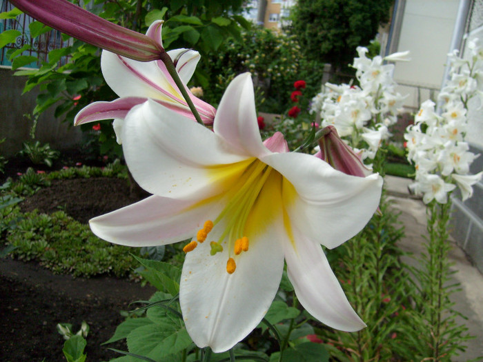 crin regal alb; extrem de parfumat
