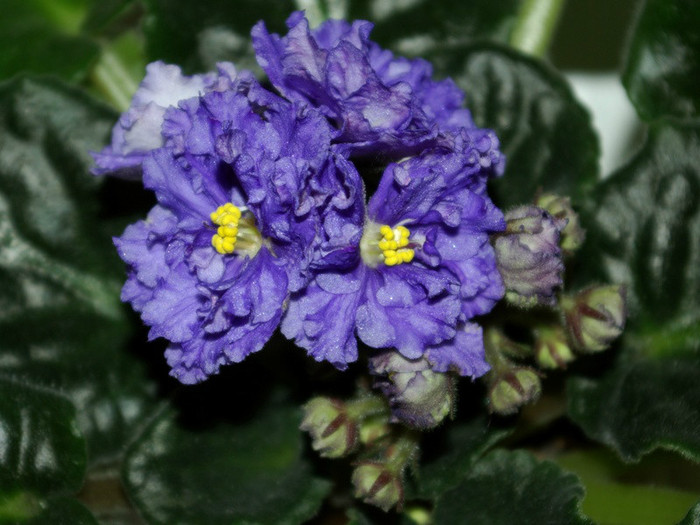 SG103808res - A 2012 - 11-13 Mai Expozitie e Violete Africane si alte Gesneriaceae- Bucuresti- Romania